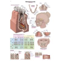 DENTAL ANATOMY