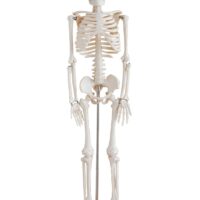 ANATOMICAL MODELS FOR LEARNING AND EDUCATION