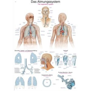 RESPIRATORY SYSTEM