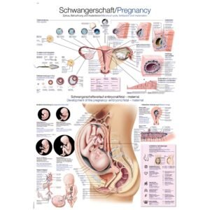 PREGNANCY