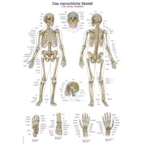 HUMAN SKELETAL