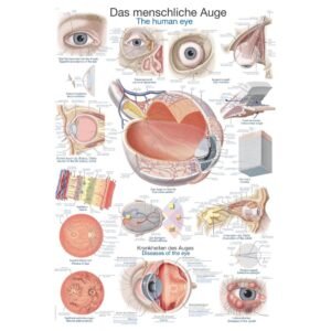 HUMAN EYE