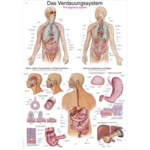 DIGESTIVE SYSTEM