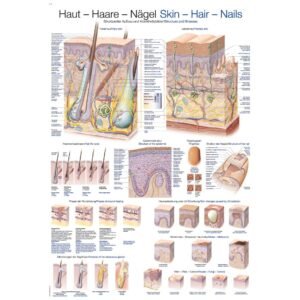 SKIN, HAIR AND NAILS