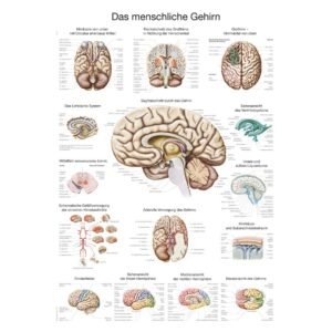 HUMAN BRAIN