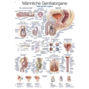 MALE ORGANS