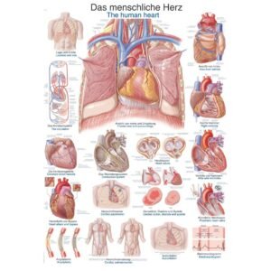 THE HEART